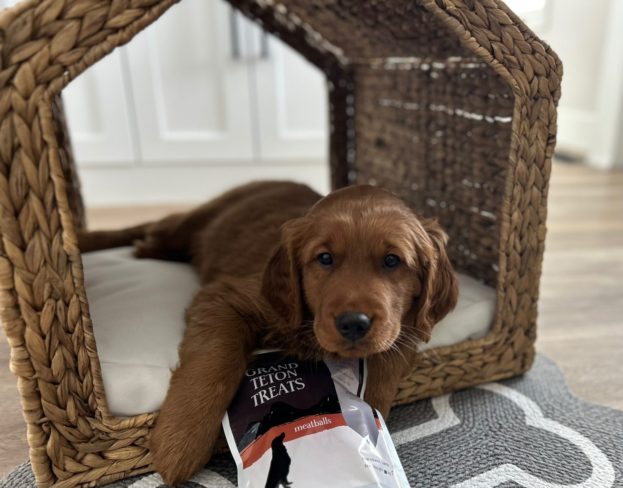 Healthy puppy treats